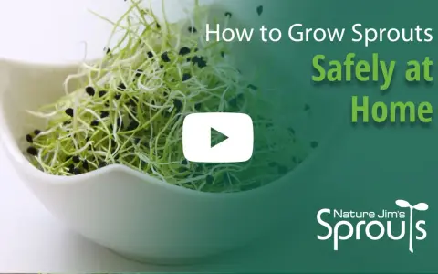 Fresh sprouts in a white bowl, with text overlay "How to Grow Sprouts Safely at Home" and a play button.