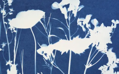 Cianotipia que es: un hermoso negativo de flores y hierbas silvestres en tonos azules y blancos, con un aire etéreo.