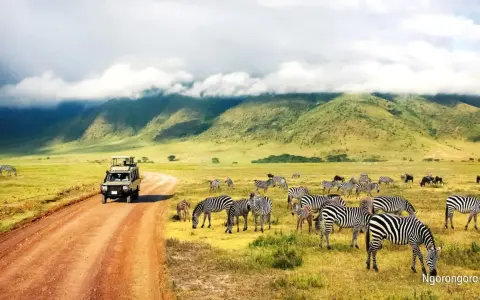 Niesamowity safari z Zanzibaru! Stado zebr pasących się na tle zielonych wzgórz, a obok przejeżdża terenowy samochód.