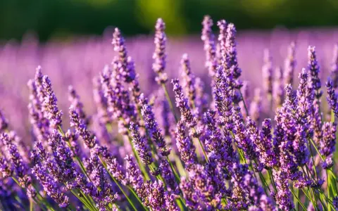 Champ de lavandin en fleurs, évoquant la sérénité et les nombreux lavandin bienfaits pour le bien-être.