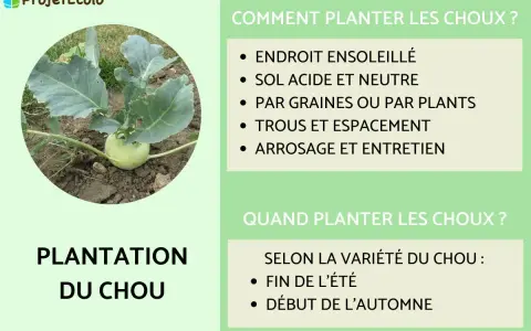Un jeune plant de chou-rave pousse en pleine terre. Le texte indique "Plantation du chou" et donne des conseils pour la distance de plantation des choux.