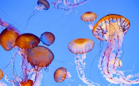 Un gruppo di meduse dai toni aranciati e violacei fluttua in un blu profondo. Alcune di queste meduse commestibili sembrano danzare con i loro tentacoli.