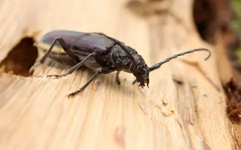 Gros plan sur un scarabée brun, un des insectes du bois, sur une surface de bois clair. Ses longues antennes sont visibles.