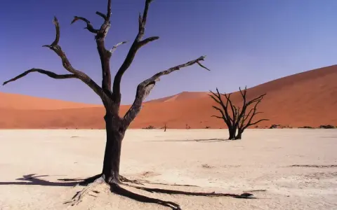 Szkielety drzew na białej, spękanej ziemi pustyni Namib. Pomarańczowe wydmy w tle i błękitne niebo.