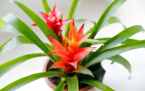 Jasnoczerwona bromelia kwiat trujący, z zielonymi liśćmi, w doniczce.