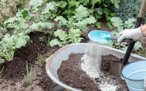 Rękawica zrzuca mączkę bazaltową do taczki z ziemią. Czy mączka bazaltowa jest szkodliwa? Nie, to naturalny nawóz.