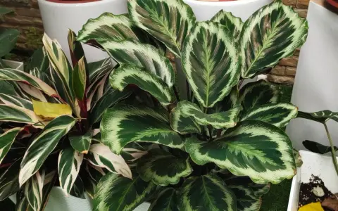 Kwiat calathea zachwyca liśćmi w odcieniach zieleni i kremu, tworząc egzotyczną mozaikę.