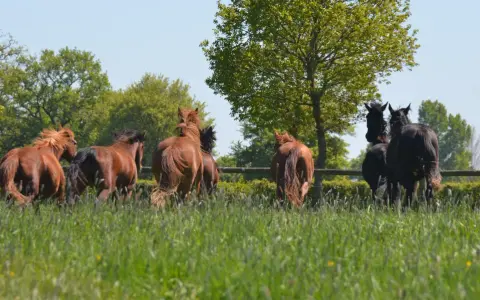 Un troupeau de chevaux, certains homozygotes, galopent dans un pré verdoyant sous un ciel bleu.
