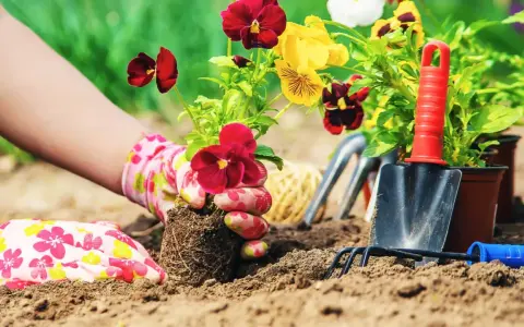 Hands in floral gloves plant pansies in rich soil, creating a beautiful flower bed. This is the best soil for flower beds.