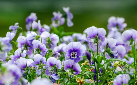 En äng full av lila och vita viola wittrockiana blommor, med en mjukt grön bakgrund.
