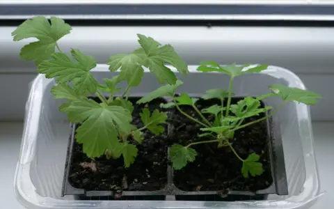 Młode sadzonki pelargonii w plastikowej osłonce. Czy geranium jest trujące? Te rośliny są bezpieczne dla zwierząt domowych i ludzi.