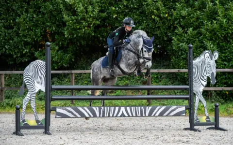 Ein Reiterpaar überwindet mit einem grauen Pferd eine Hindernis-Kombination mit Zebra-Motiven.