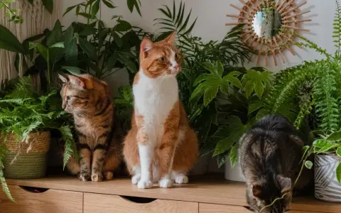 Trzy koty wśród bujnej zieleni. Wokół nich rosną kwiaty bezpieczne dla kota, tworząc przytulną, naturalną przestrzeń.
