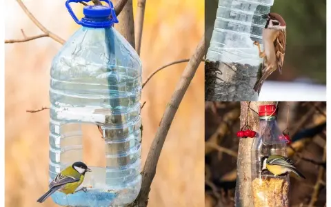 Pomysły karmnik dla ptaków diy: sikorka i wróbel jedzą z butelek PET.