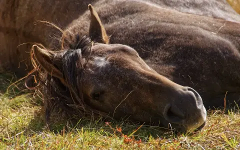 Ein braunes Pferd liegt erschöpft im Gras. Die Mähne fällt ins Gesicht. Mögliche Schlaganfall Pferd Symptome könnten hier zu sehen sein.
