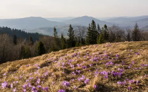 Góry z kwitnącym dywanem krokusów. W oddali widać łagodne szczyty, a na pierwszym planie rozciąga się łąka pełna fioletowych kwiatów, przypominających o wiośnie na Turbaczu.