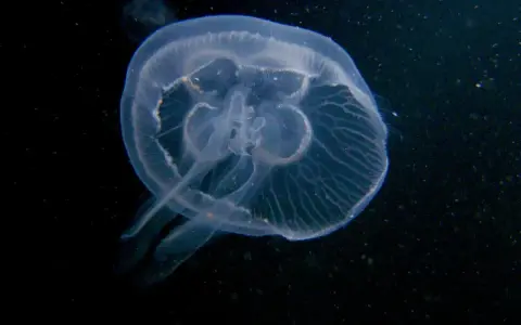 Przezroczysta meduza w Bałtyku, delikatnie unosząca się w ciemnej wodzie. Jej ciało jest niemal niewidoczne, a przezroczyste macki tworzą subtelny taniec.