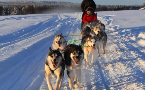 Hundspann i Sverige drar fram över snön med glada hundar och passagerare.