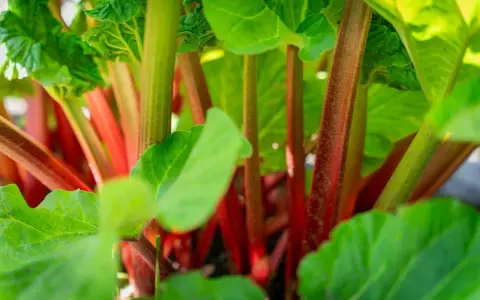 Gros plan sur des tiges rouges et vertes de rhubarbe en pot, avec des feuilles luxuriantes.
