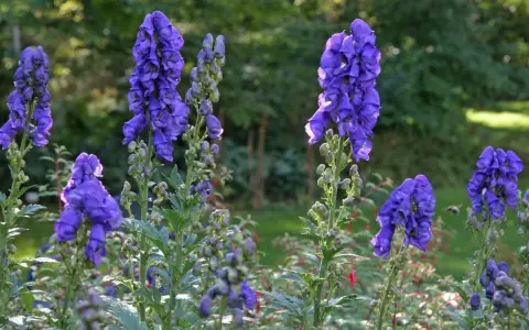 Blau leuchtende Eisenhut-Blüten, die giftig sind, stehen im Sonnenlicht.