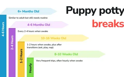 Graphique montrant combien de temps un chien peut se retenir : les chiots de 8-10 semaines ont besoin de sorties horaires, ceux de 10-16 semaines toutes les 1-2 heures.