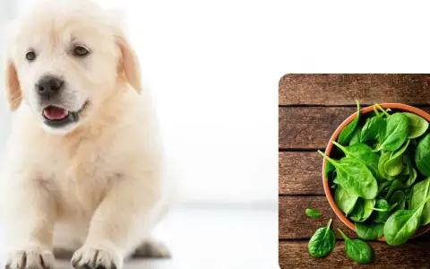 Słodki szczeniak golden retriever obok miseczki ze świeżym szpinakiem. Czy pies może jeść szpinak?