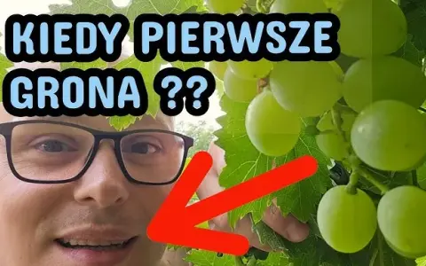 Kiedy sezon na winogrona? Sprawdź, by nie przegapić zbiorów
