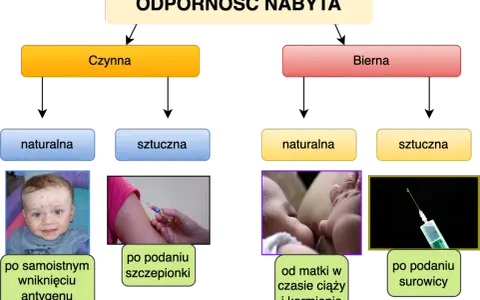 Jak poprawić odporność organizmu? Schemat przedstawia nabyte odporności: czynną (naturalną po chorobie, sztuczną po szczepieniu) i bierną (naturalną od matki, sztuczną po surowicy).