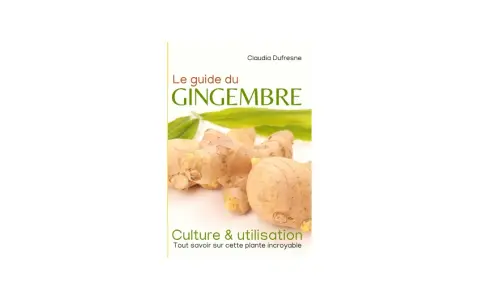 Le guide du gingembre : comment faire pousser du gingembre, sa culture et son utilisation. Des rhizomes frais et des feuilles vertes sur la couverture.