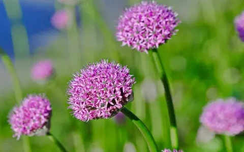 Fleurs d'ail pourpres en gros plan, évoquant la beauté naturelle et le désir de savoir comment faire grossir l'ail pour des récoltes abondantes.