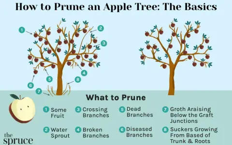 Learn how to prune apple trees by identifying what to cut: water sprouts, crossing branches, dead or diseased limbs, and suckers.