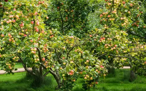 Arbres fruitiers en espalier chargés de pommes rouges et vertes, dans un jardin verdoyant.