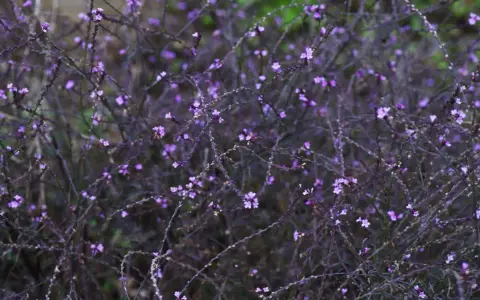 En tät buske med små lila blommor, en vacker verbena officinalis i full blom.
