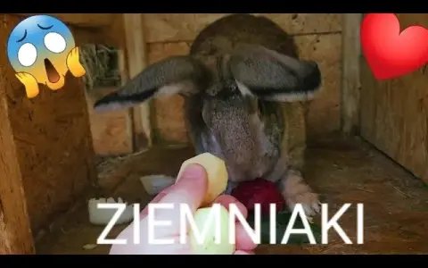 Czy króliki mogą jeść surowe ziemniaki? Oto niebezpieczeństwa dla zdrowia