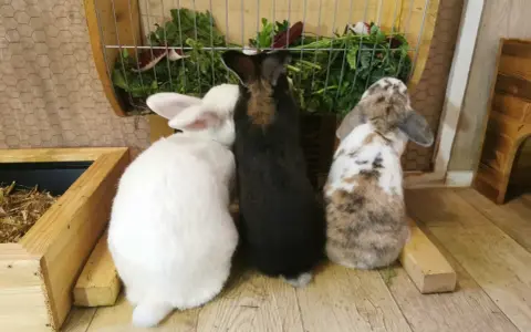 Drei Kaninchen, weiß, schwarz und gefleckt, stehen vor einem Futterkorb mit frischem Grün. Ein perfekter futterplan kaninchen.