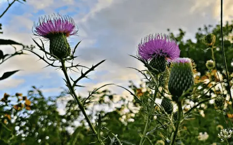 Dos flores de cardo morado, como una flor de aries, se alzan con espinas contra un cielo nublado.