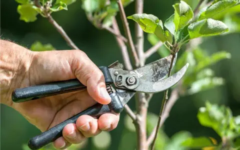 Mano che pota un ramo di un albero da frutto con forbici, un momento essenziale quando si potano le piante da frutto per favorire la crescita.
