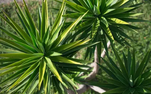 Yuca planta exterior con hojas verdes y puntiagudas, dispuestas en rosetas. El tronco leñoso se ve entre las hojas.