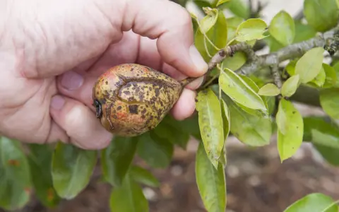 Main d'une personne tenant une poire affectée par la maladie du poirier, montrant des taches et des craquelures sur la peau du fruit.