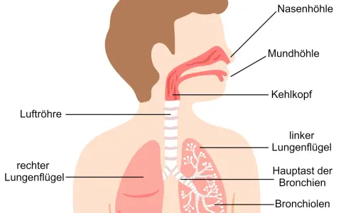 Schema der Atemwege: Nasenhöhle, Mundhöhle, Kehlkopf, Luftröhre, Hauptast der Bronchien und feineren Bronchiolen bis zu den Alveolen.