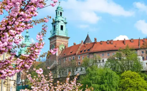 Wiosna na błoniach krakowskich. Kwitnące drzewa wiśni ozdabiają widok na Wawel z zielonymi wieżami i ceglanymi murami.