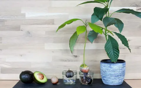 Von ganzen Avocados bis zu einer jungen avocado pflanze im Topf, die Entwicklung von der Frucht zum grünen Sprössling.
