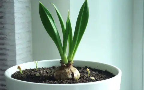En amaryllis i kruka med spirande skott. Vattna försiktigt för att hjälpa den att växa sig stor och stark.