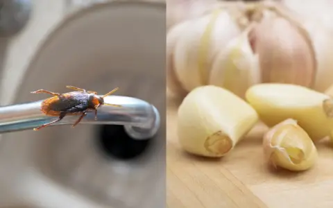 Cucaracha en grifo, posible lugar donde anidan las cucarachas, junto a dientes de ajo.