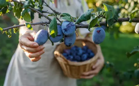 Main d'une personne récoltant des prunes mûres sur un arbre. Un panier en osier est rempli de fruits. La taille prunier est parfaite pour la récolte.