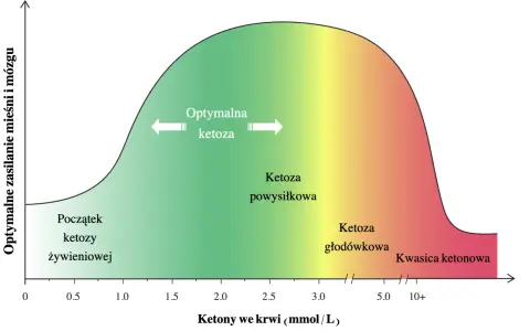 Wykres pokazuje optymalne zasilanie mięśni i mózgu w zależności od poziomu ketonów we krwi. Od początku ketozy żywieniowej, przez ketozy powysiłkową i głodówkową, aż do kwasicy ketonowej.