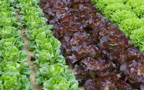 Légumes verts et rouges en rangées. Idéal pour savoir quand planter les salades en pleine terre.
