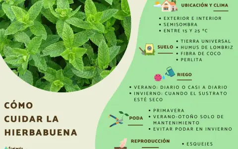 Guía visual para el cuidado de la hierbabuena: ubicación, suelo, riego, poda y reproducción.