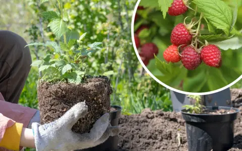 Jak głęboko sadzić maliny, aby uniknąć błędów w uprawie?