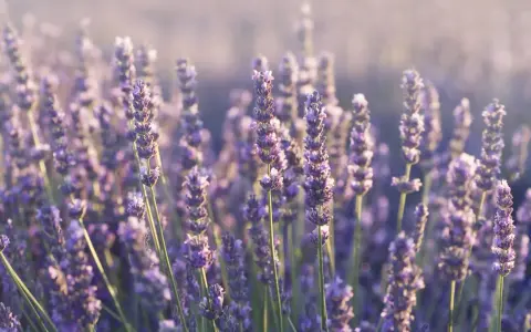 Pole pełne kwitnącej lawendy wąskolistnej (lavandula angustifolia) w delikatnym, rozproszonym świetle.